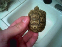 leopard tortoise